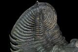 Zlichovaspis Trilobite - Amazing Preparation #89285-2